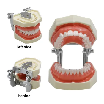Mulajul dentar pentru Dinții de Adult Model Standard Dentare Modelul de Predare Dentist Instrument