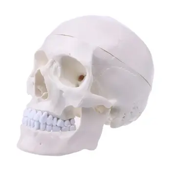 co231 Umane Anatomice Anatomie pentru Cap de Schelet, Craniu Model de Predare Rechizite Școlare